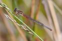 Ceriagrion tenellum female typica-